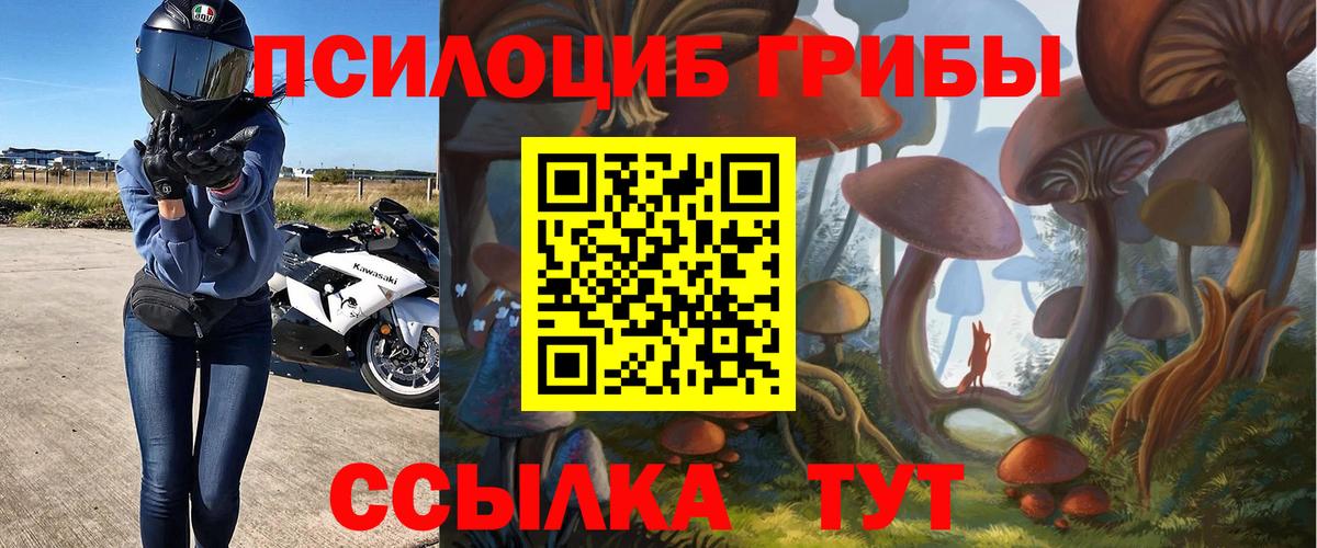 Псилоцибиновые грибы Cubensis Полевской